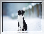 Border collie, Szczeniak, Pies, Czarno-biay, Zima